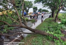 Angin Kencang,Pohon Kayu Tumbang Tutup Jalan Pantura.