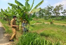 Gunakan Teknologi Digital, Petani Cangkingan Ekspor Rumput Odot