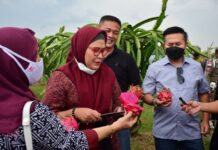 “Buah Naga ” Indramayu Aroma Manisnya