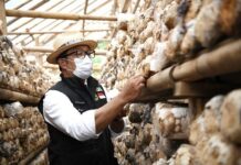 Gubernur Jabar Ridwan Kamil Prospek Jamur Tiram Dapat Tingkatkan Ekonomi Rakyat