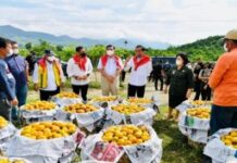 Presiden Joko Widodo Bangun Jalan Tepati Janji Dengan Petani Jeruk Karo