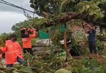BPBD Indramayu Gercep Tangani Pohon Tumbang Akibat Hujan Lebat dan Angin Kencang
