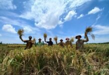 Camat Kedokanbunder Bersama Petani Panen Padi Organik