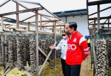 Presiden Jokowi Lepas Ekspor Pinang Biji Di Muaro Jambi