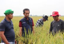 Camat Anjatan Rory Optimis Hasil Panen Petani Padi Bagus