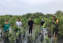 Krisis Iklim Badan Eksekutif Mahasiswa Vokasi Universitas Indonesia Tanam Bakau 3500 Batang Di Eretan Indramayu