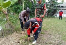 Puskesmas Lohbener Bersama Forkopimcam Tanam 1000 Pohon Kelor dan Ibu Hamil Makan Sayur Kelor
