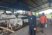Camat Kedokan Bunder Pantau Penyakit Ternak Sapi
