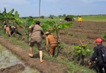 CAMAT PATROL GOTONG ROYONG GERAKAN PENGENDALIAN OPT TIKUS