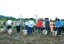 Wakil Menteri Pertanian Dan Bupati Dairi Tanam Sorgum Dan Panen Jagung Di Tigalingga