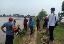 Pemcam Patrol Bersama Petani Giat Tangani Operasi Hama Tikus Di Sawah Desa Limpas