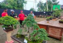 Kecamatan Terisi Gelar Lomba Bonsai Untuk Bisnis Ekonomi