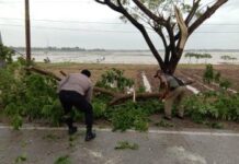 POLANTAS DAN BPBD INDRAMAYU EVAKUASI SEJUMLAH POHON TUMBANG DI JALAN RAYA LOHBENER