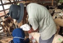 TIM DOKTER HEWAN DKPP INDRAMAYU PELAYANAN KESEHATAN HEWAN