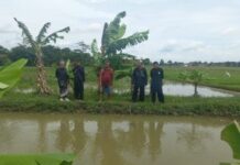 CAMAT KEDOKANBUNDER MANFAATKAN POTENSI BUDIDAYA PERIKANAN DESA KAPLONGAN