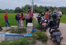 PLT CAMAT CIKEDUNG BANTU PETANI YANG TANAMAN PADI RUSAK AKIBAT CECERAN SOLAR