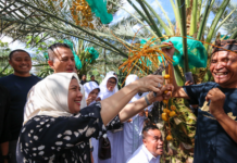 Wakil Gubernur Sumut Pohon Kurma Di Kabupaten Karo Berikan Dampak Ekonomi Untuk Medan