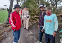 5 Pohon Besar Tumbang Nutupi Jalan Pecuk Dibersihkan Masyarakat Beserta Kamtibmas