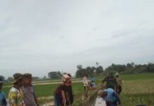CAMAT LOHBENER DAN POKTAN BEKERJA SAMA BASMI TIKUS PERUSAK TANAMAN PADI