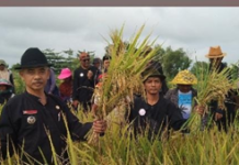 Budaya Mapag Sri Tradisi Adat Panen Perdana Desa Kedokan Gabus