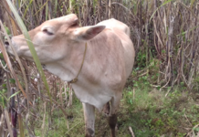 Petani Resah Dampak Sapi Kandang Bolang Rusak Tanaman Tebu