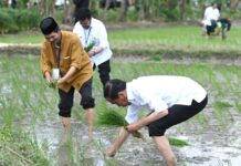 Jokowi Tanam Padi Bersama Petani Di Tuban
