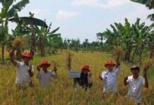 Sistem Tanam Demplot Dapat Tingkatkan Produksi Tanaman Padi Kedokan Bunder