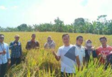Camat Balongan Bersama Petani Panen Di Desa Sudikampir Lor
