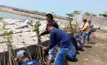 Peringatan Hari Lingkungan Hidup Sedunia Karang Taruna Kabupaten Indramayu Tanam 1000 Pohon Mangrove