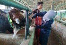 Plt Dinas Ketahanan Pangan Dan Pertanian Kabupaten Indramayu Bentuk Tim Khusus Pemerikasaan Hewan Qurban Idulk Adha 1444 H