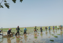 OPUNG GINTA S DEPARI:Petani Indramayu Siap Tanam Padi Sadon Juni 2023