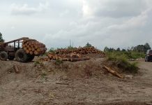 Dinas Lingkungan Hidup Provinsi Sumut Amankan Kayu Ilegal Loging Diduga Tanpa Ijin