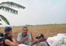 KETUA FORTAN Harga Gabah Tinggi Jaragan Serbu Lahan Petani Padi Sindang