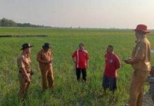 Petani Padi Di Losarang Keluhkan Kekurangan Pasokan Air Untuk Sawah Pertanian