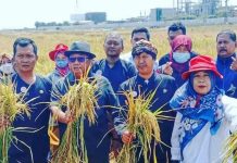 Petani Cuan Harga Gabah Tinggi Desa Limbangan Panen Padi Sadon
