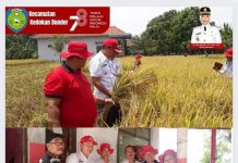 Camat Kedokan Bunder Panen Desa Jayalaksana Hasil Ubinan 7.04 Ton Per Hektar