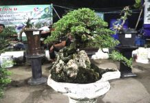 Tanaman Bonsai Unik Artistik Buka Stand HUT 496 Indramayu
