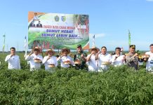 Panen Raya Cabe Merah Desa Lubuk Cuit Batubara Sumut