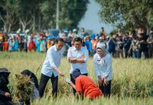 Presiden Jokowi Panen Padi Di Indramayu Penghasil Padi Terbesar Se Indonesia