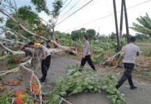 Polsek Gabuswetan Lakukan Evakuasi Pohon Tumbang