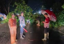 BPD Indramayu I-Ceta Evakuasi Pohon Tumbang