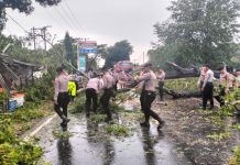 Gerak Cepat Polisi Evakuasi Pohon Tumbang Membuat Arus Lalu Lintas Kembali Normal