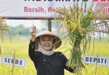 Luas 1.000 Hektare Sawah Indramayu Jadi Pilot Project Pertanian Organik Di Indonesia