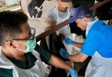 Pemerintah Provinsi Jabar Siapkan 52.000 Vaksin Hewan Ternak Antisipasi Penyakit PMK