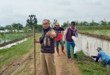 PPL Sindang Beserta Kelompok Tani Turun Lapangan Atasi Basmi Tikus