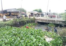 Dinas PUPR Indramayu Bersihkan Eceng Gondok Di Sungai Sojar Jatibarang