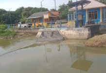 Ketua Fortan Diminta BBWSCC Cirebon Segera Perbaiki Bendung Karet Brondong Rusak Petani Resah Tanaman Padi Kering