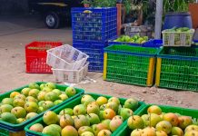 Gedong Gincu Mangga Asli Daerah Indramayu Jawa Barat